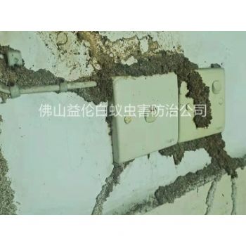 杏坛镇房屋灭治白蚁危害