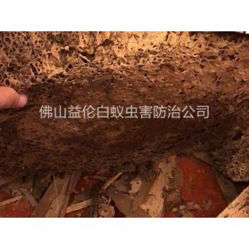 北滘济虹新村挖出白蚁巢