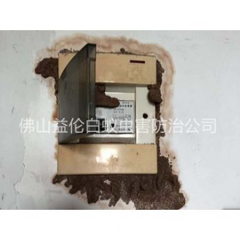 龙江镇防治电箱白蚁蚁害