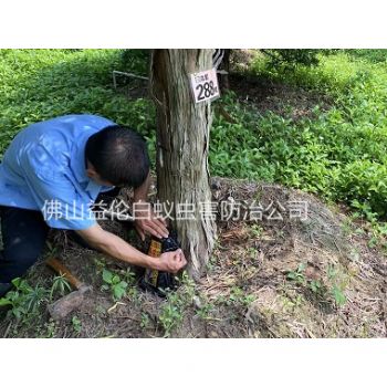 容桂园林绿化灭治白蚁