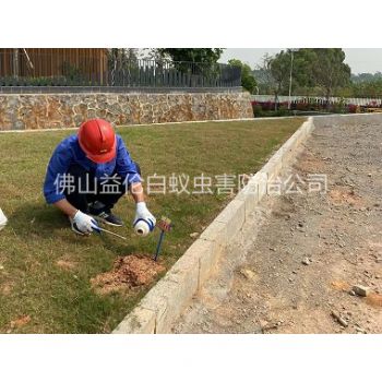 伦教红火蚁防治案例